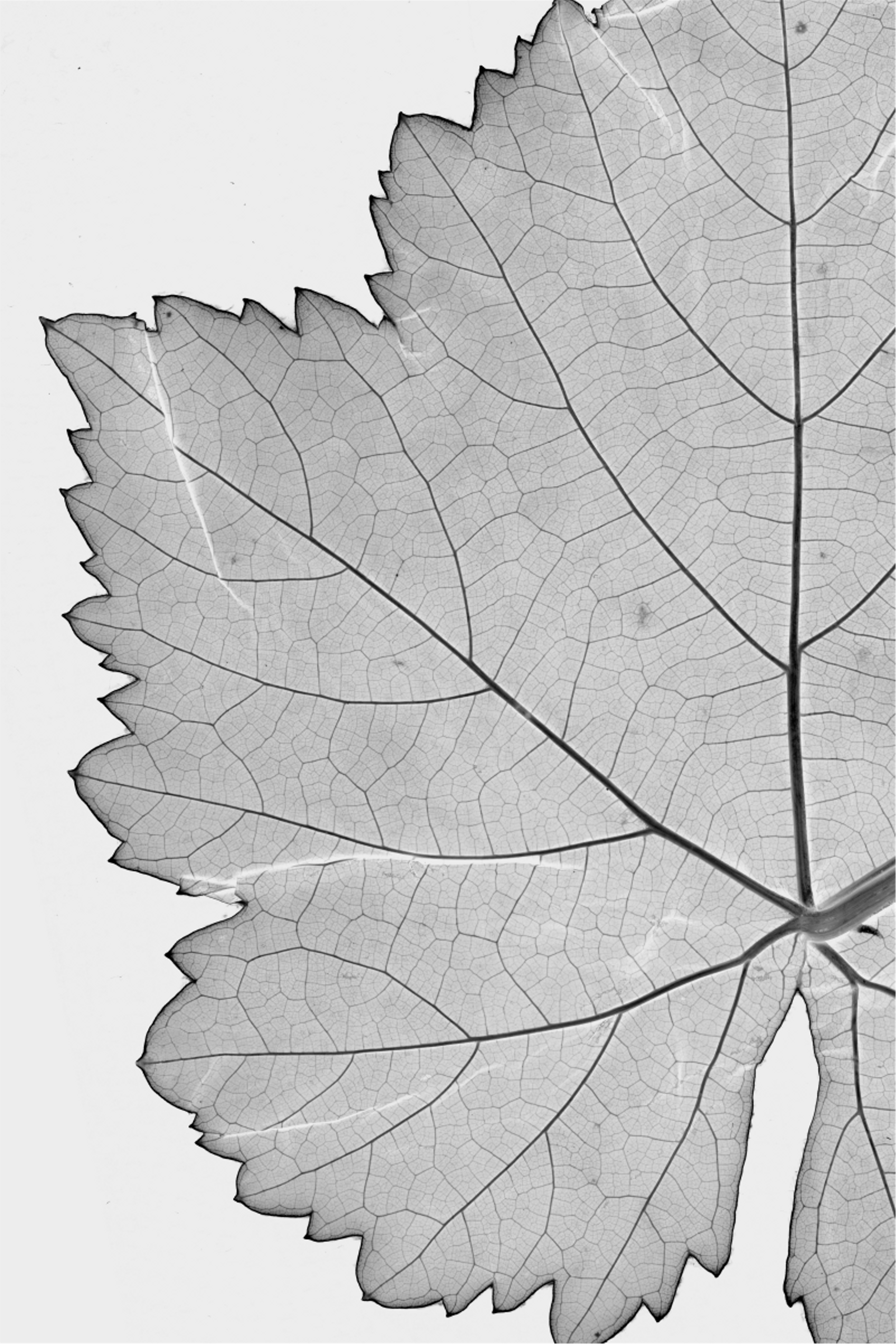 Grape Leaf Scan 2