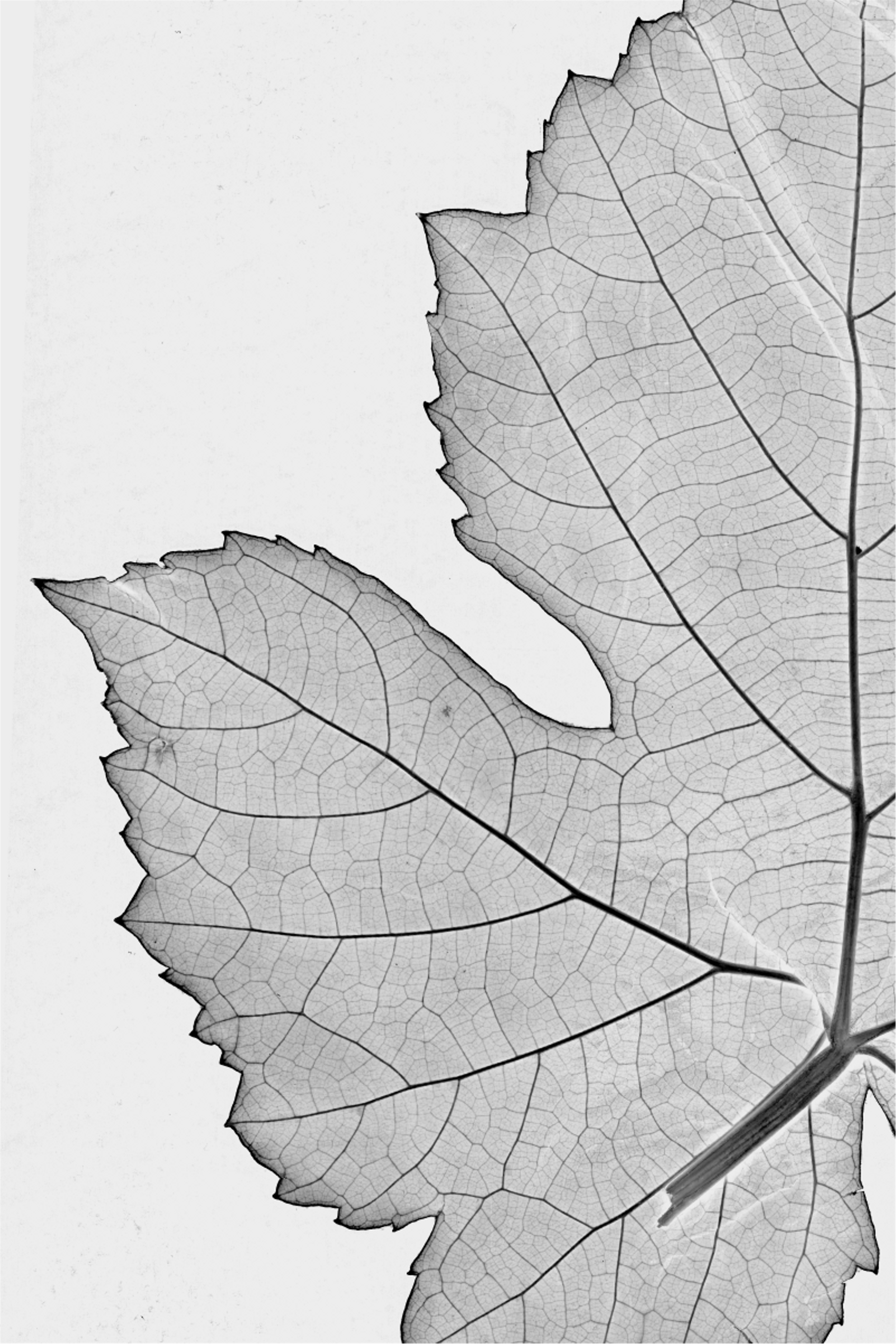 Grape Leaf Scan 1