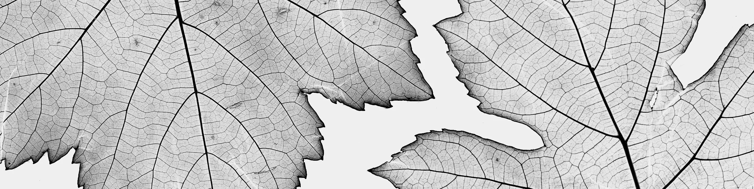 Next Project Grape Leaf Poster