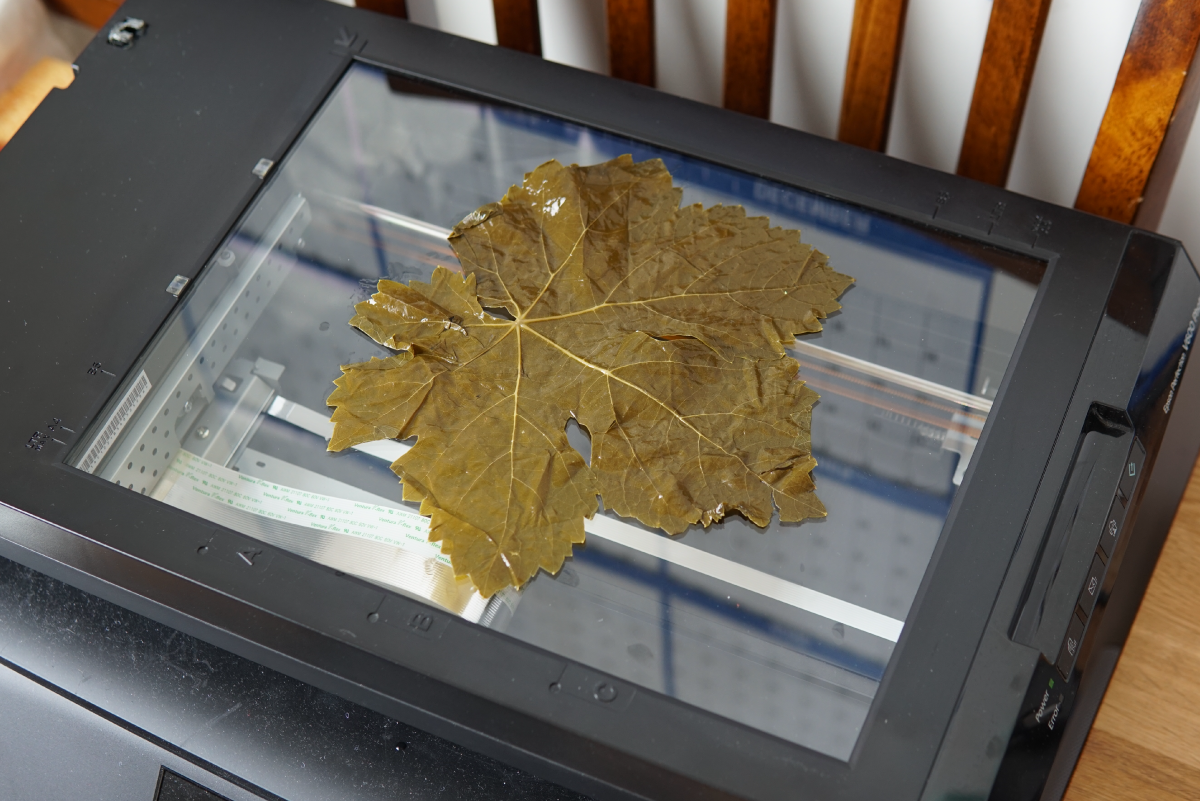 Leaf Poster Making of 3